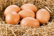 鸡蛋期货重回3000元关口,贸易商抛售冷库蛋,9月消费能否点燃 鸡蛋期货重回3000元关口,贸易商抛售冷库蛋,9月消费能否点燃